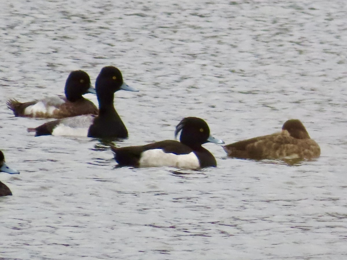 Tufted Duck - ML615757758