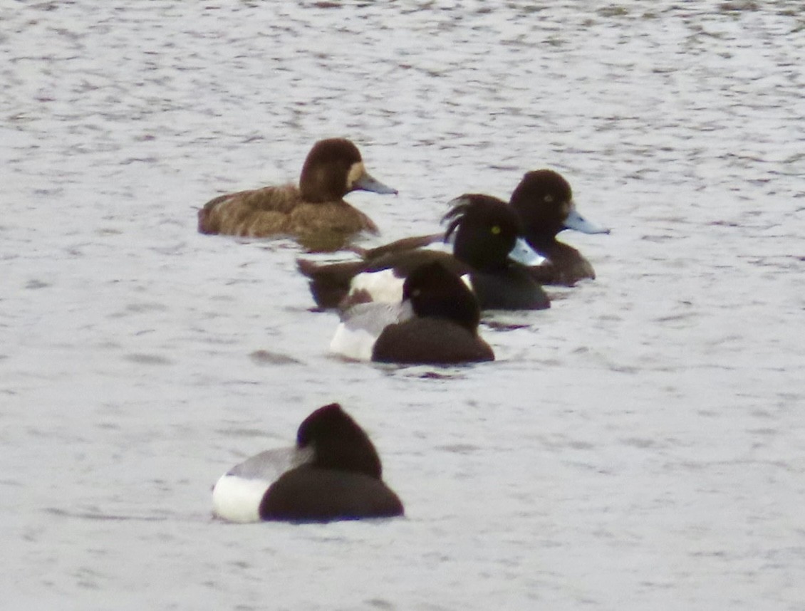 Tufted Duck - ML615757759