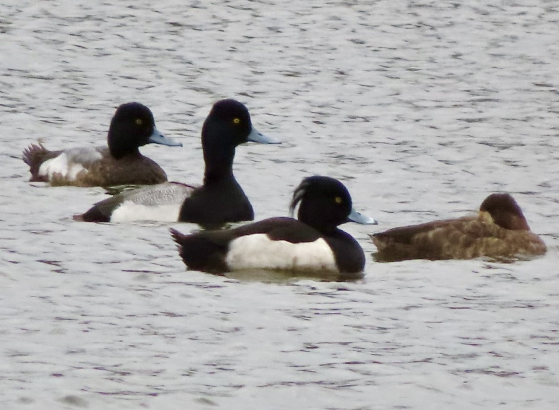 Tufted Duck - ML615757760