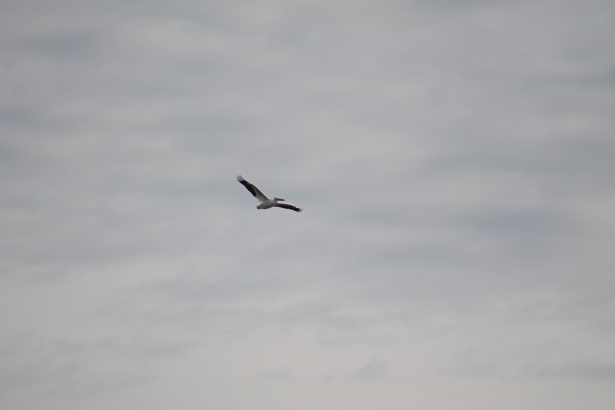 American White Pelican - Hayley Miles