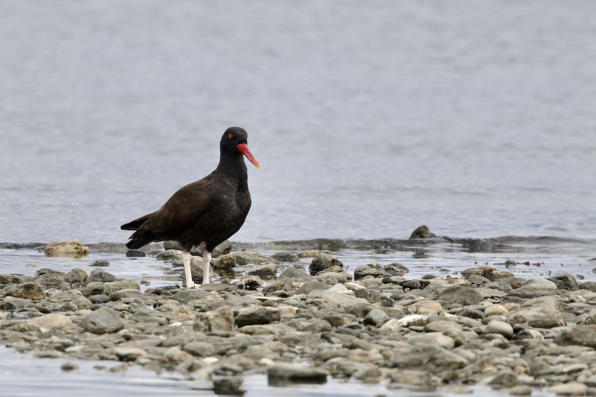 Blackish Oystercatcher - Steve Bielamowicz