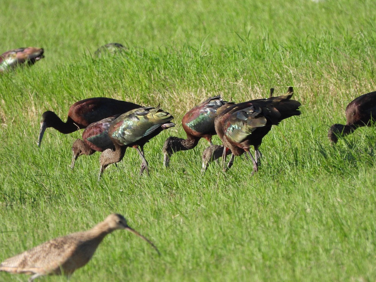 White-faced Ibis - ML615757800