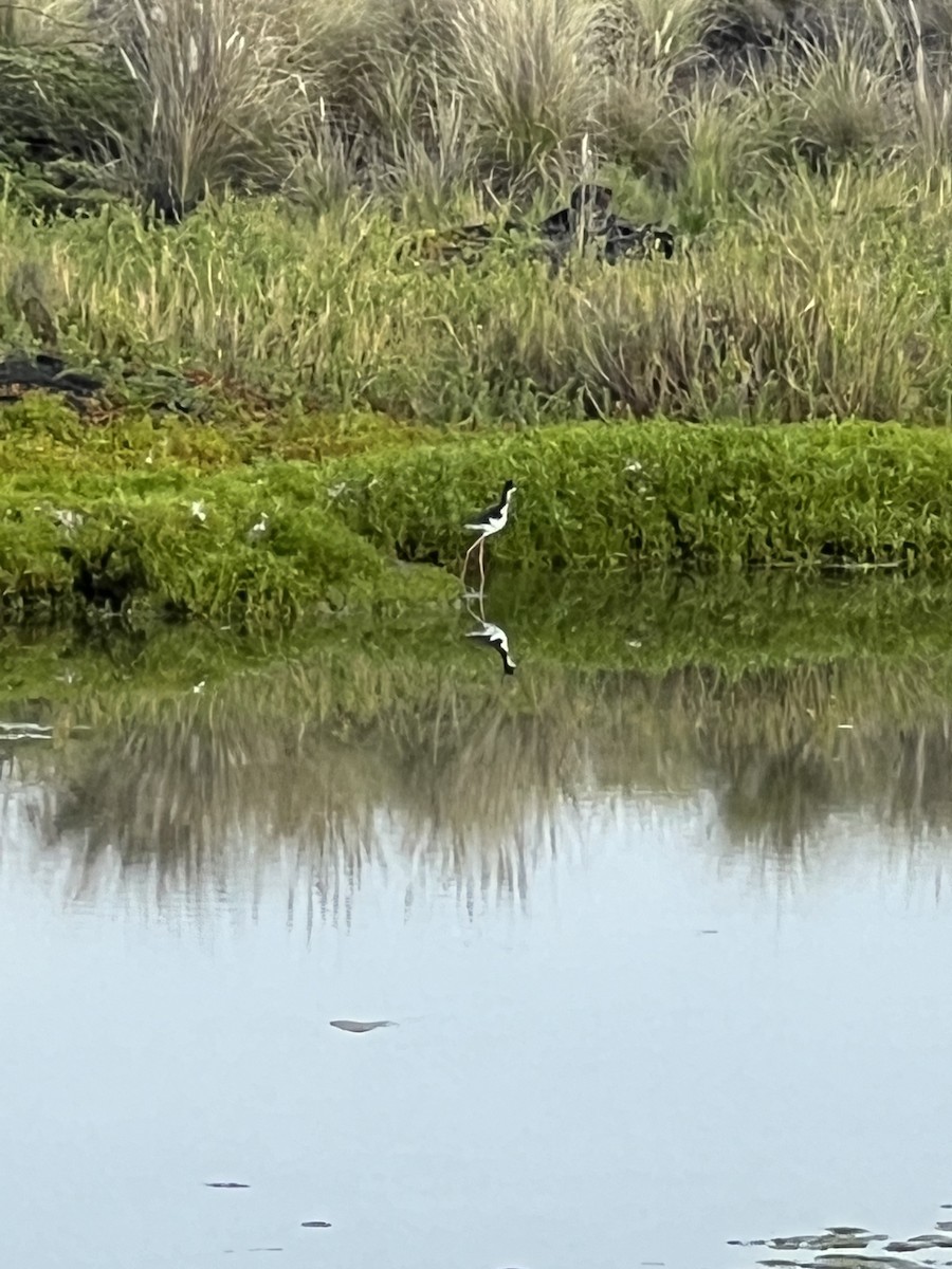 Cigüeñuela Cuellinegra - ML615757820