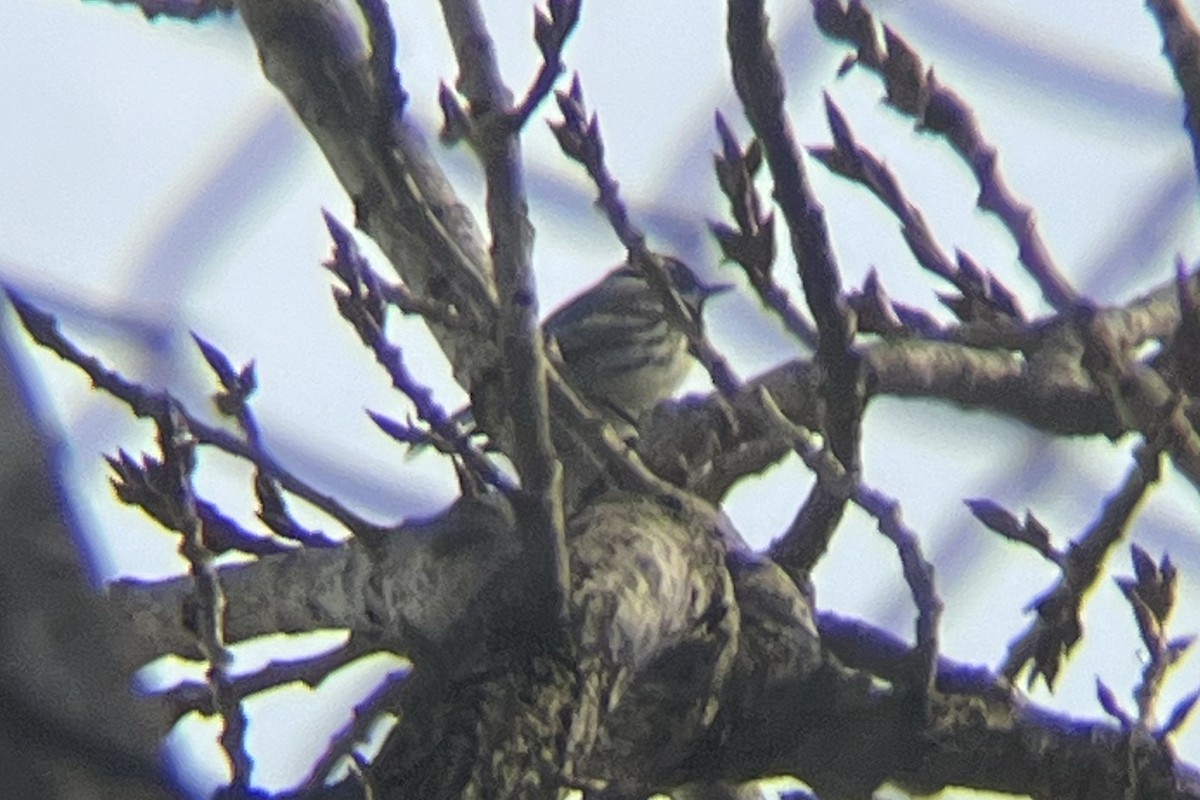 Black-throated Gray Warbler - ML615757836
