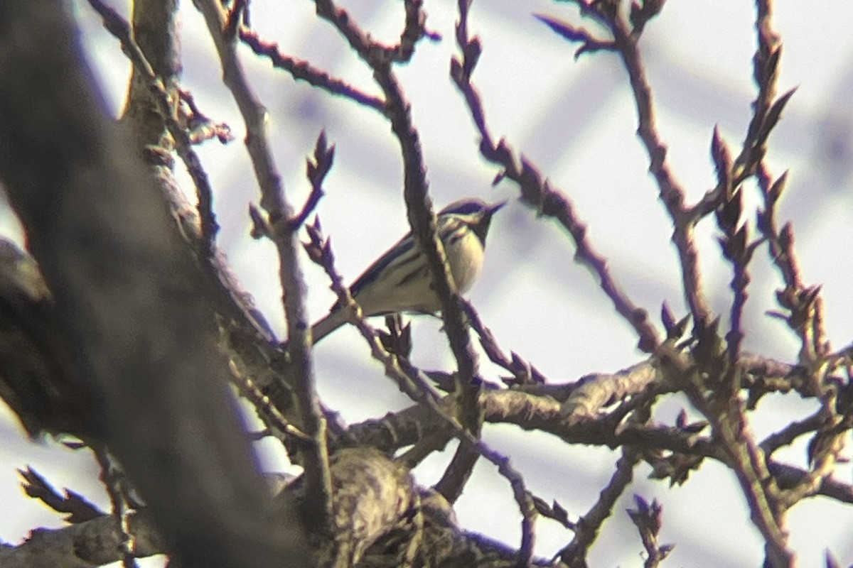 Black-throated Gray Warbler - ML615757838
