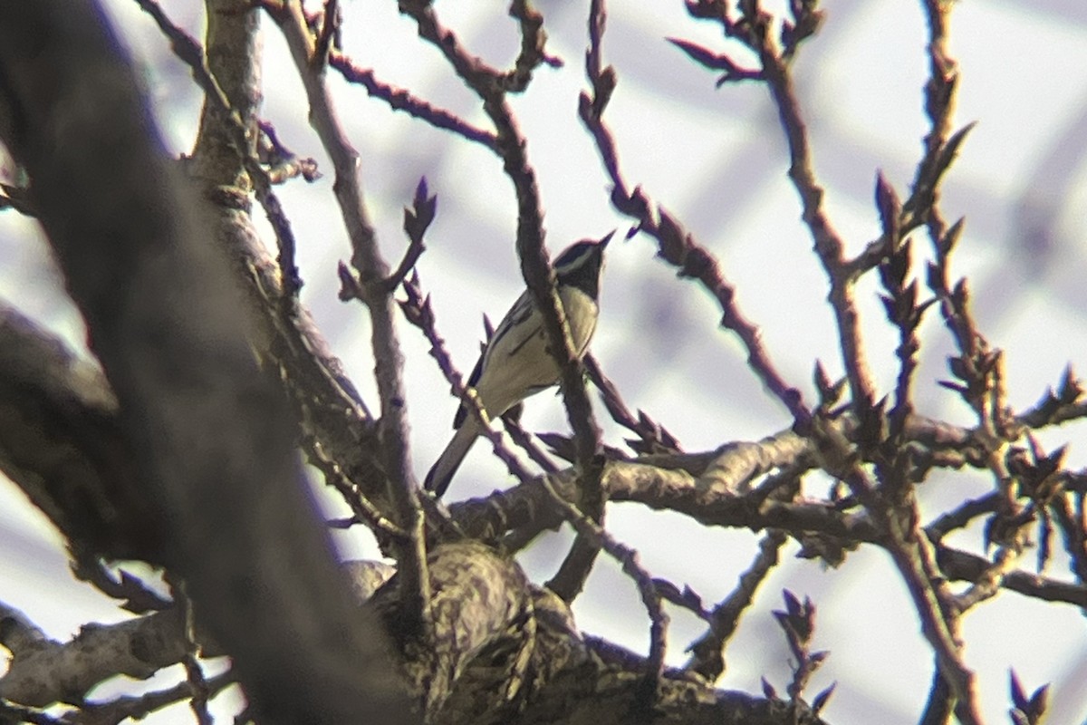 Black-throated Gray Warbler - ML615757839