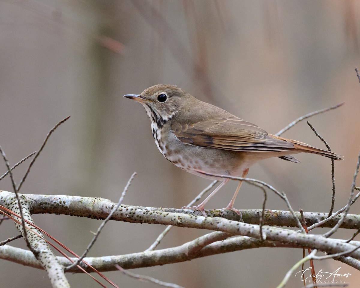 Hermit Thrush - ML615757888