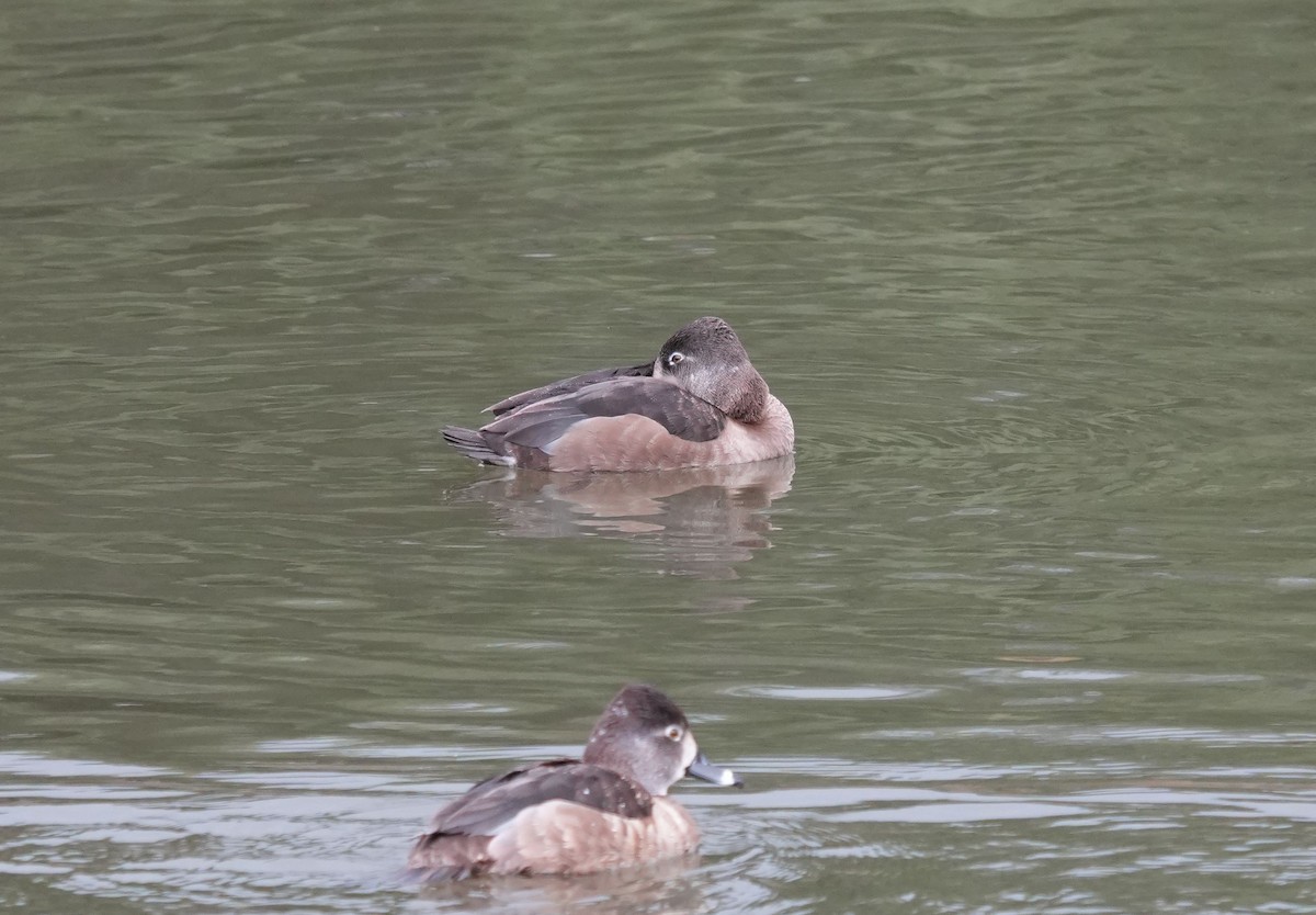 Ring-necked Duck - ML615757892