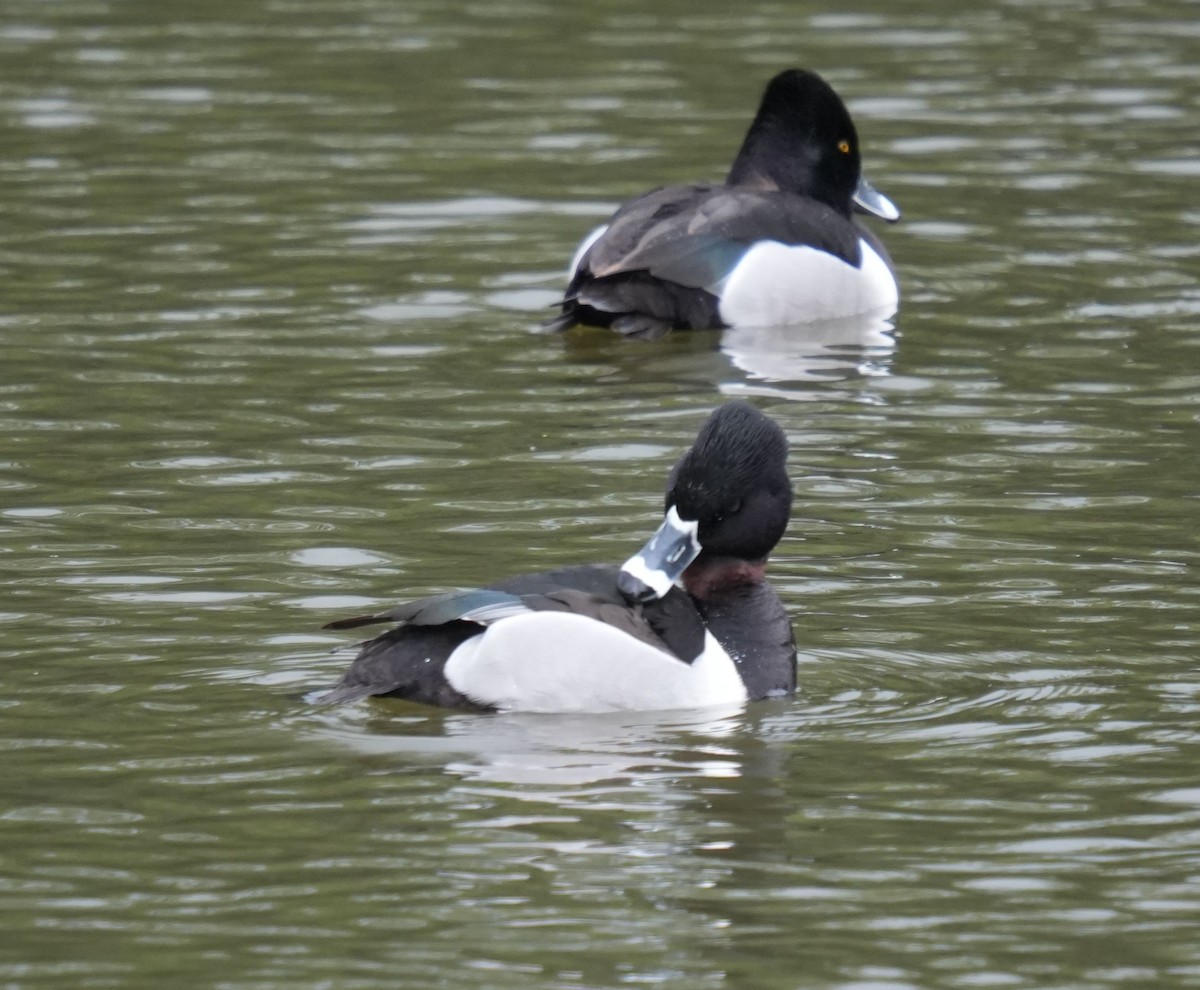 Ring-necked Duck - ML615757893