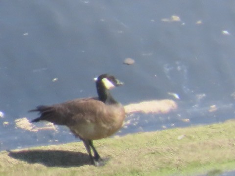 Cackling Goose - Kathy Dale