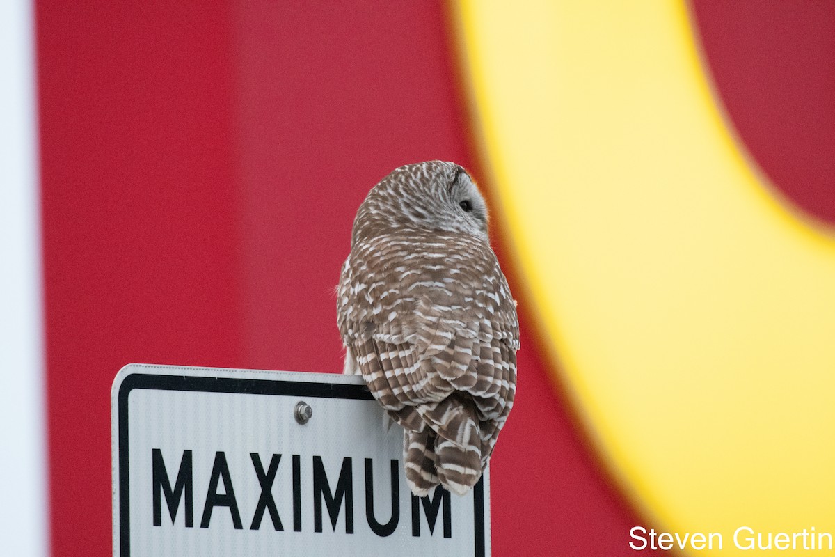 Barred Owl - ML615757980