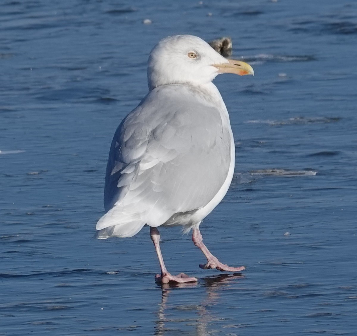 Glaucous Gull - ML615757987