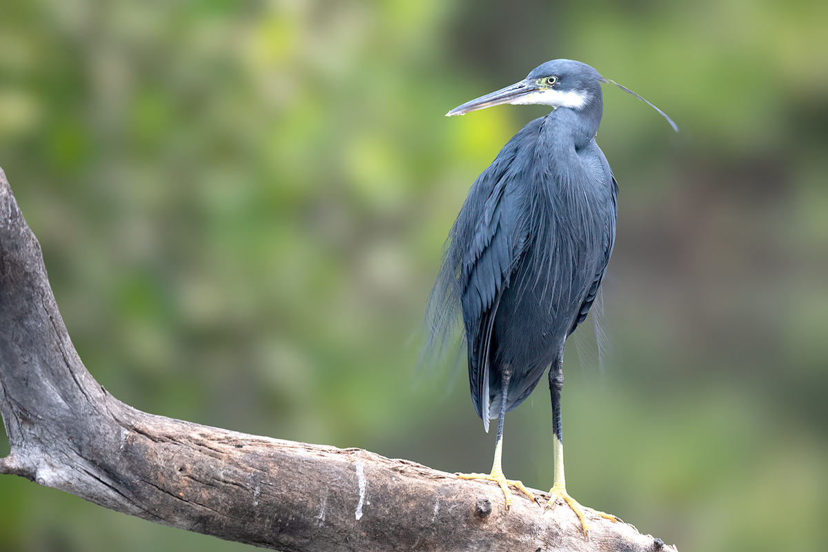 Western Reef-Heron - Ewa Janas