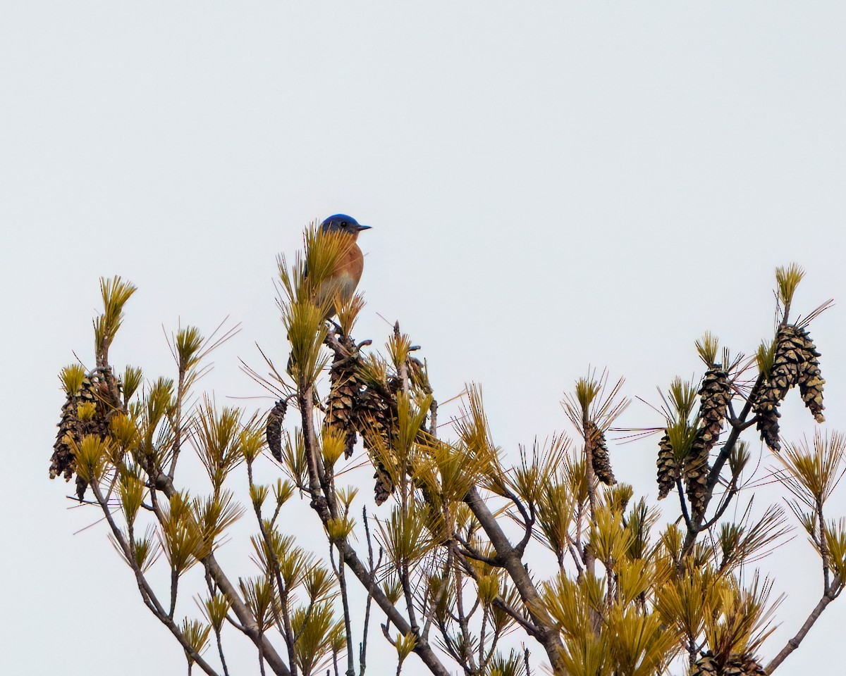 Eastern Bluebird - Tom Momeyer