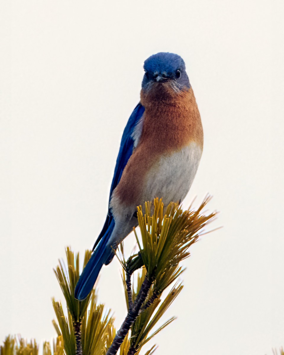 Eastern Bluebird - ML615758005