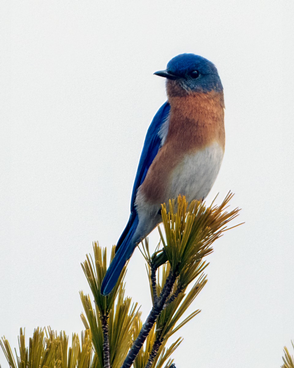 Eastern Bluebird - ML615758014