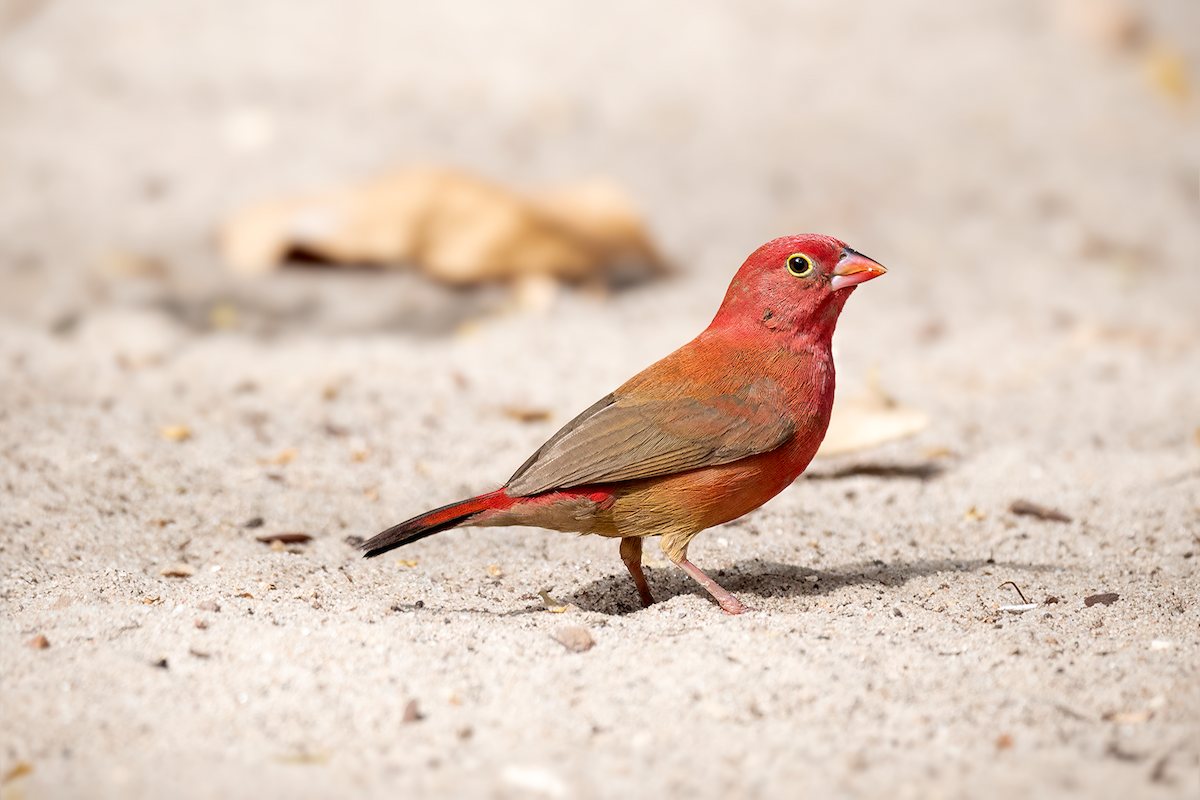 Red-billed Firefinch - Ewa Janas