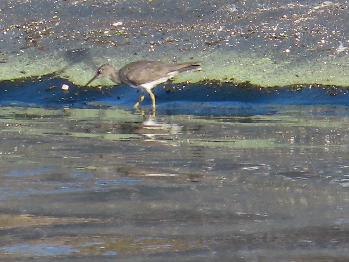 Wandering Tattler - ML615758040