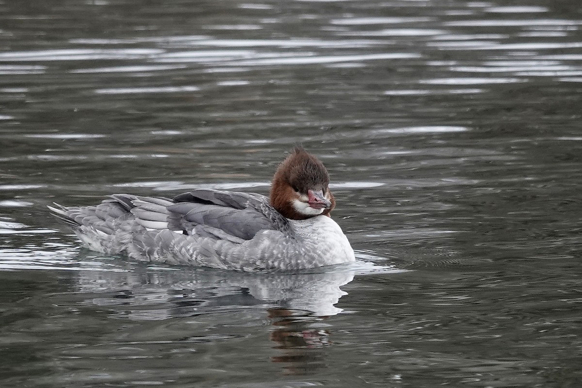 Common Merganser - ML615758056