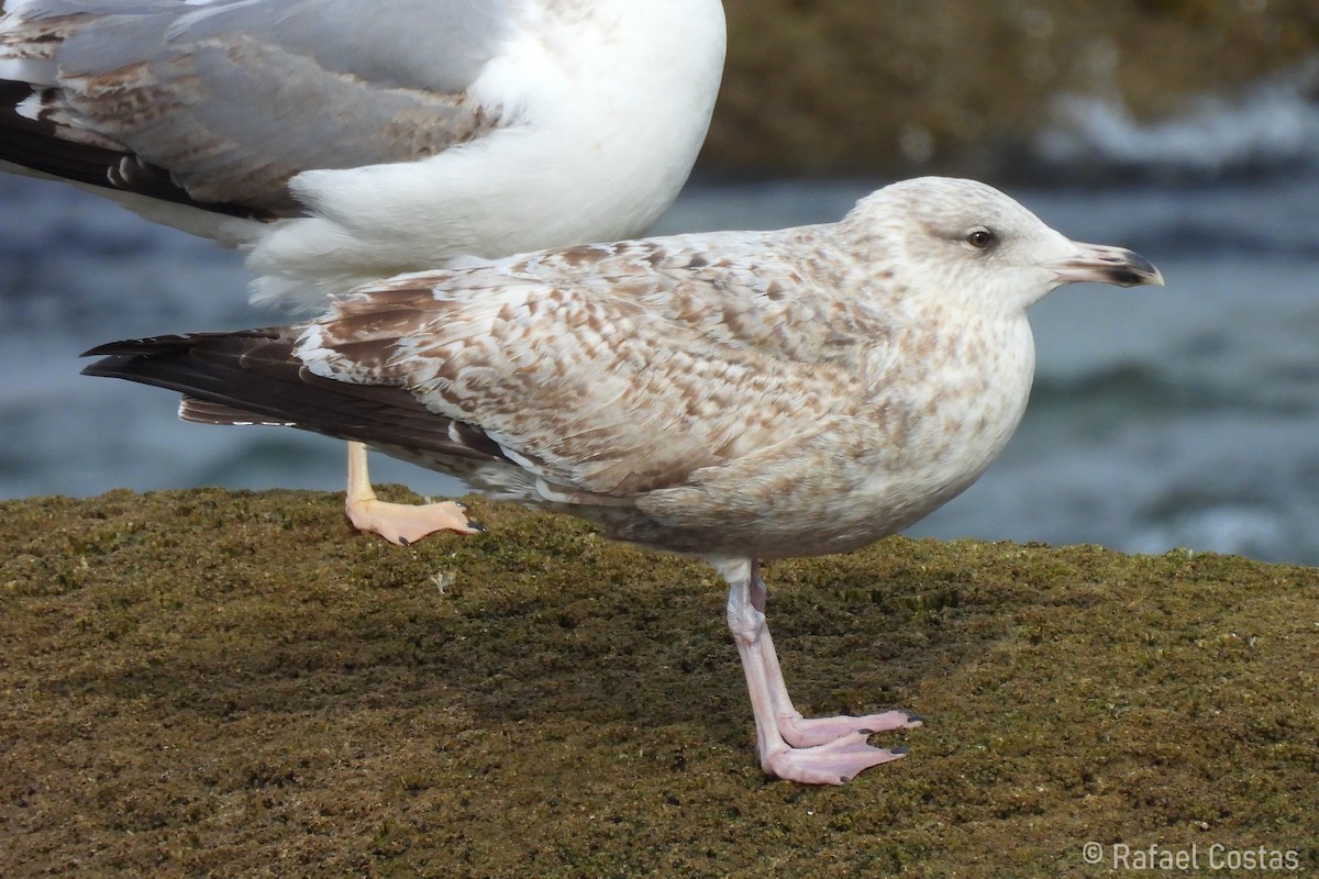 Herring Gull - ML615758069