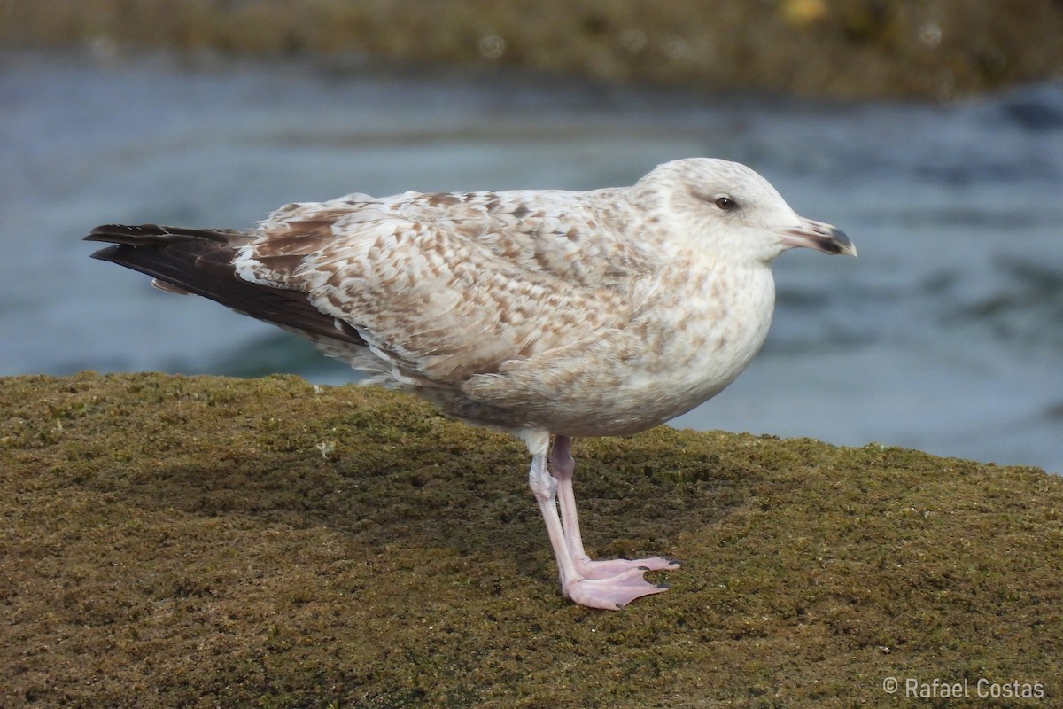 Gaviota Argéntea - ML615758070