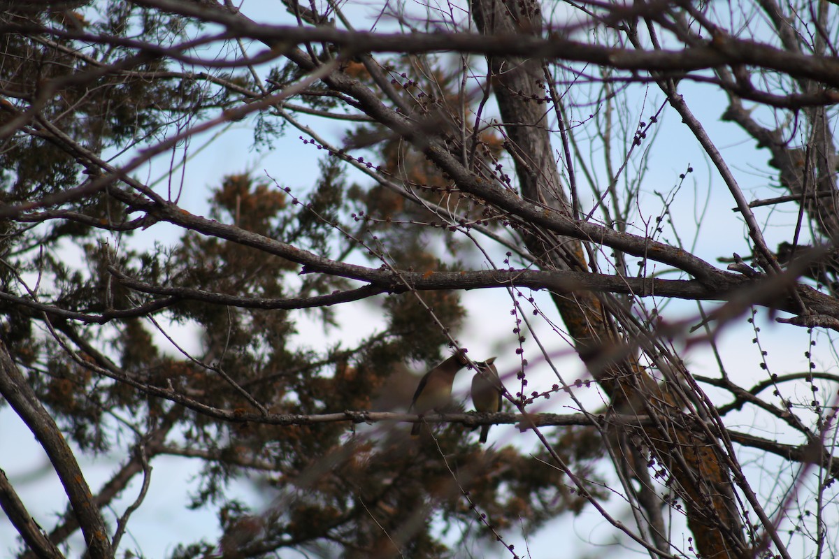 Cedar Waxwing - ML615758074