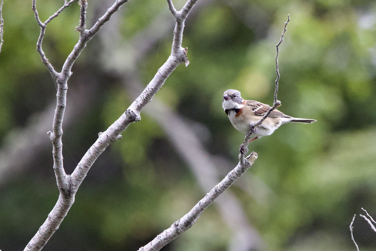 Rufous-collared Sparrow - ML615758115