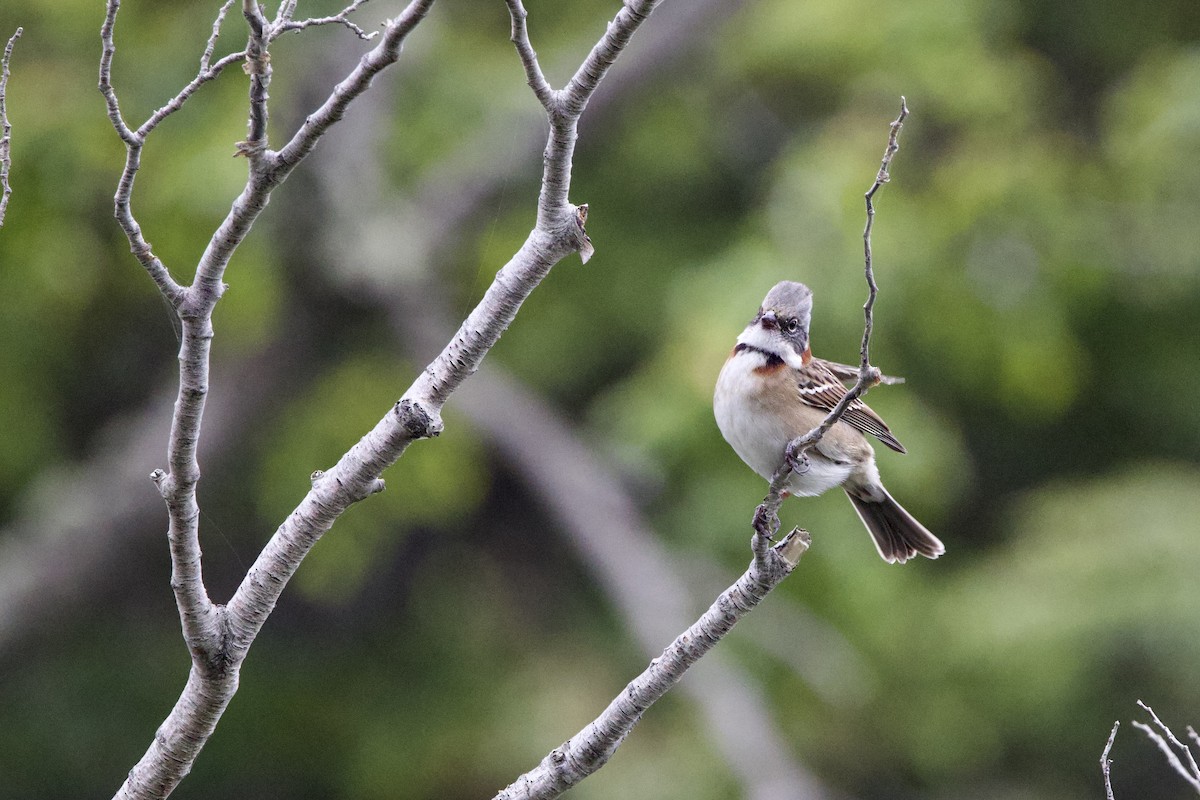 Rufous-collared Sparrow - ML615758118