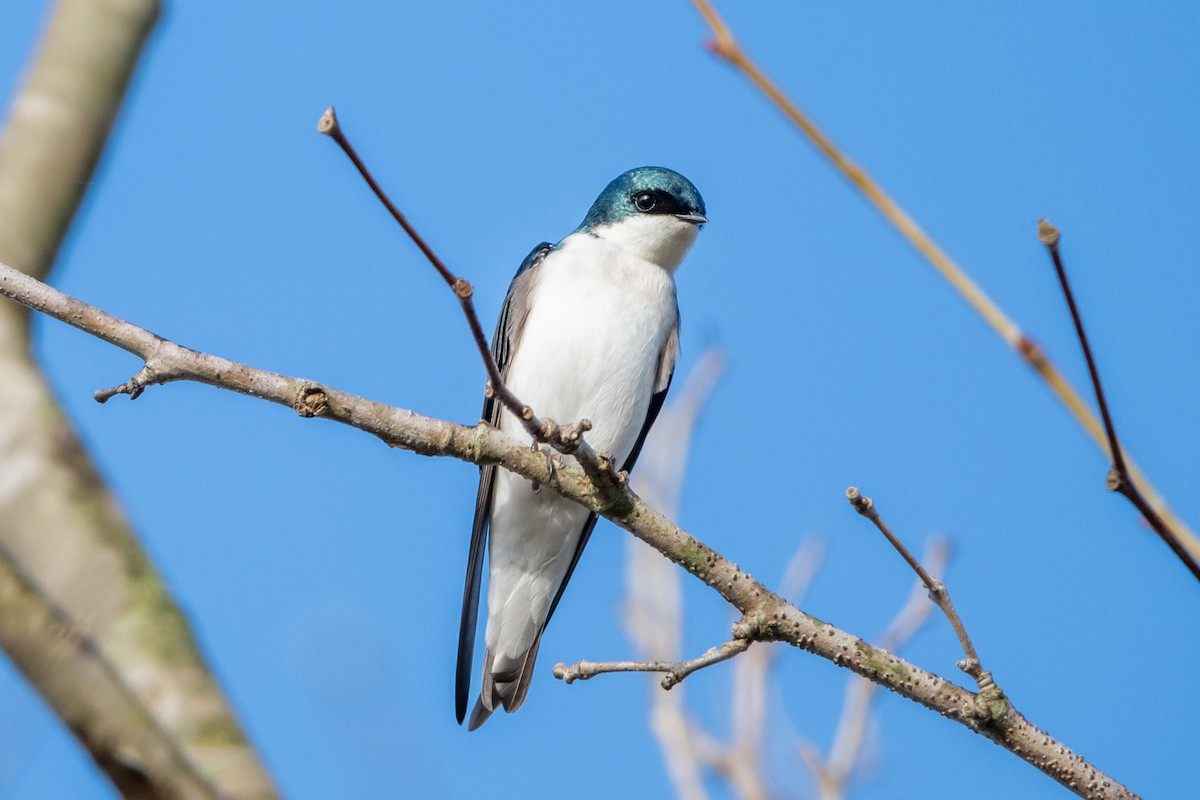 Tree Swallow - ML615758119