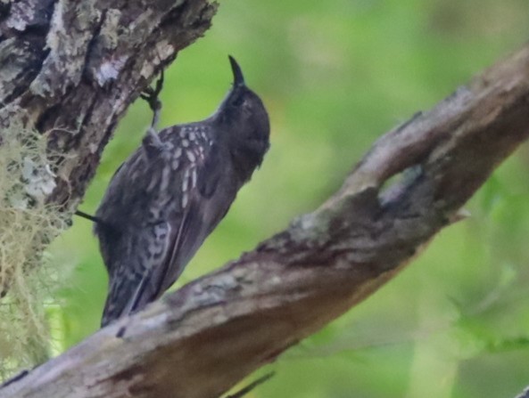 White-throated Treecreeper - ML615758132