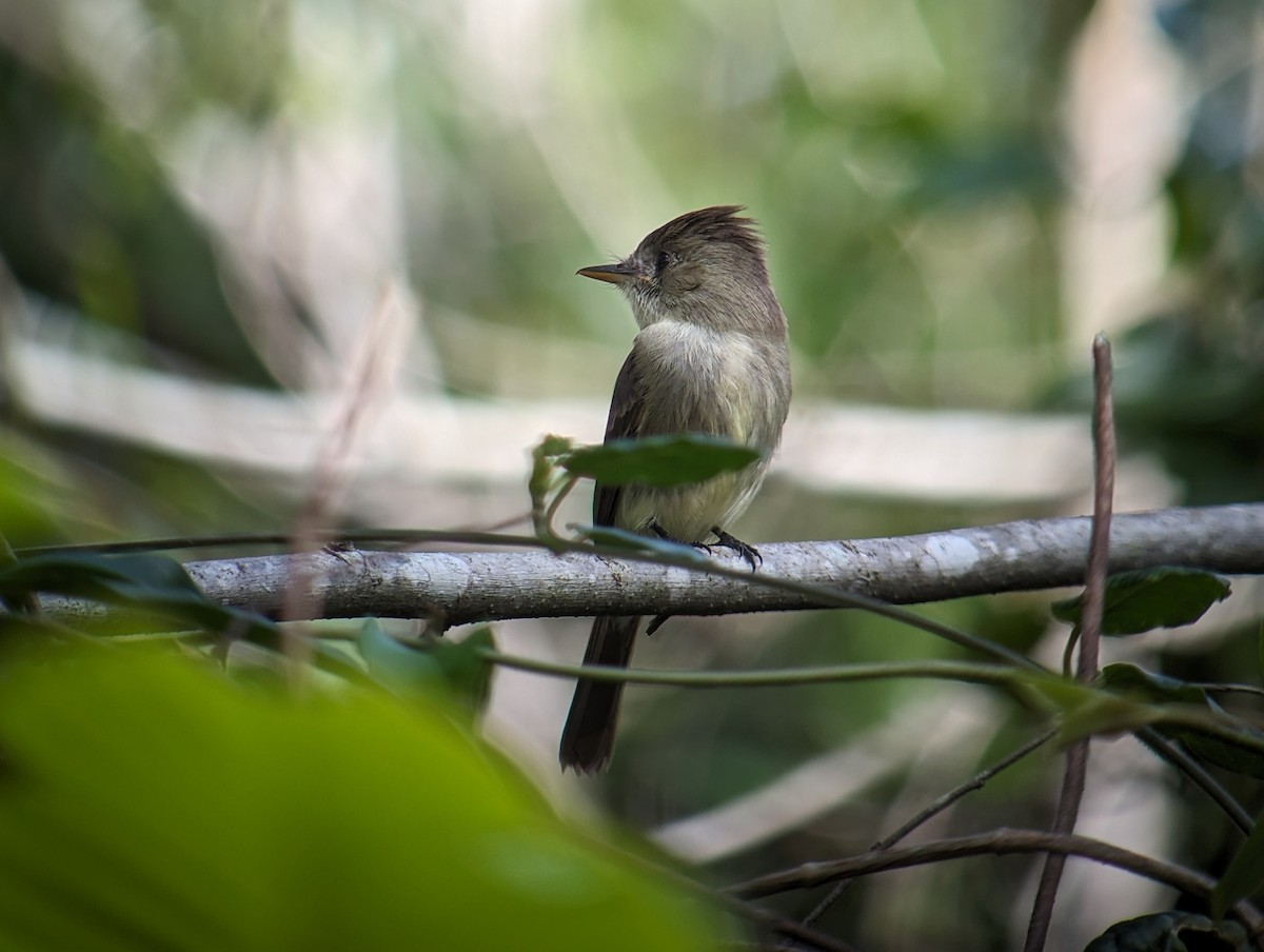 Northern Tropical Pewee - ML615758151