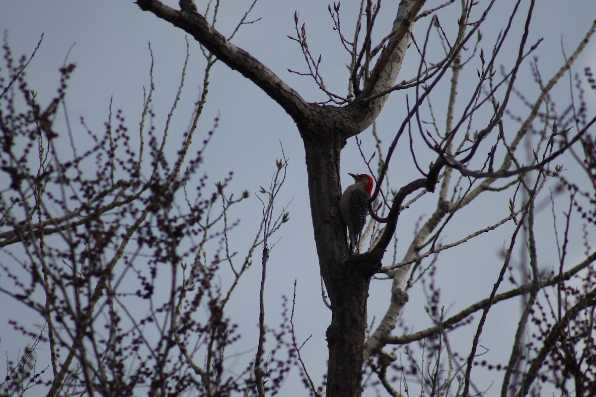 Red-bellied Woodpecker - ML615758156