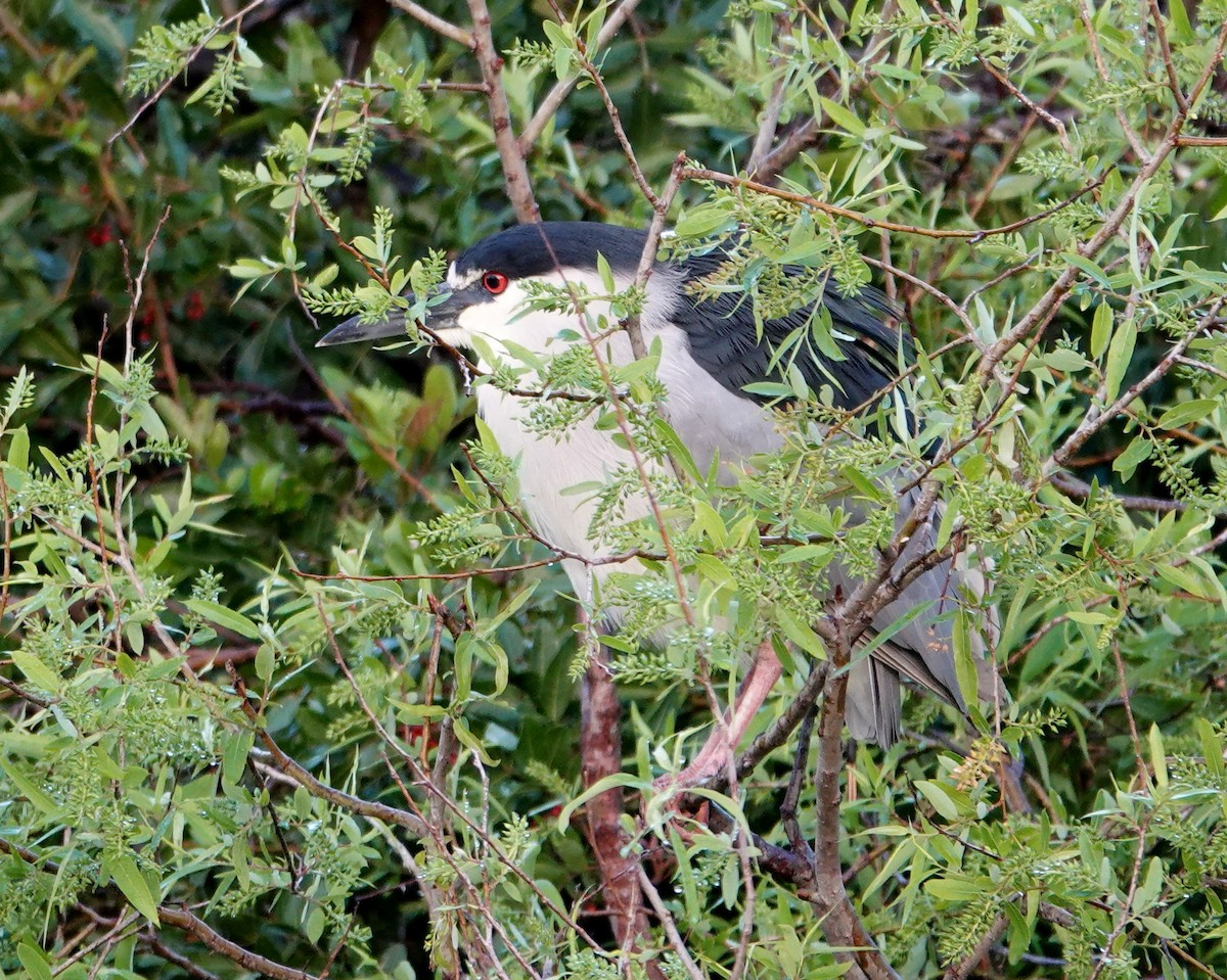 Black-crowned Night Heron - ML615758161