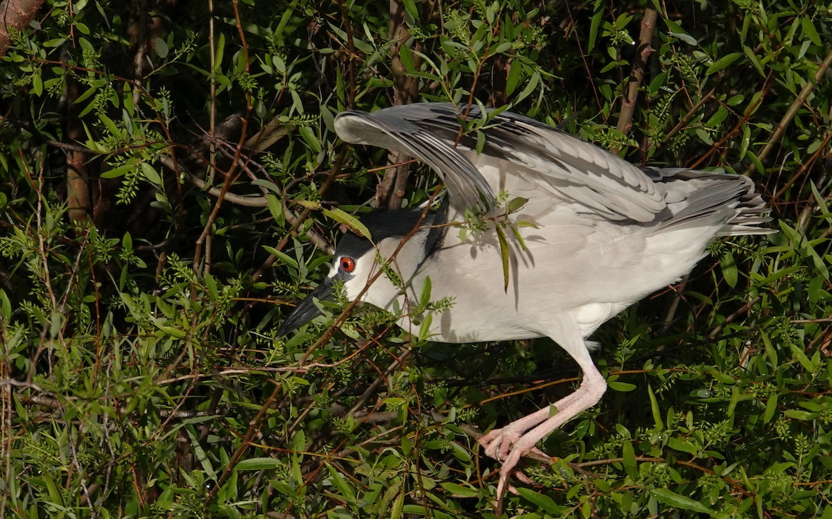 Black-crowned Night Heron - ML615758163