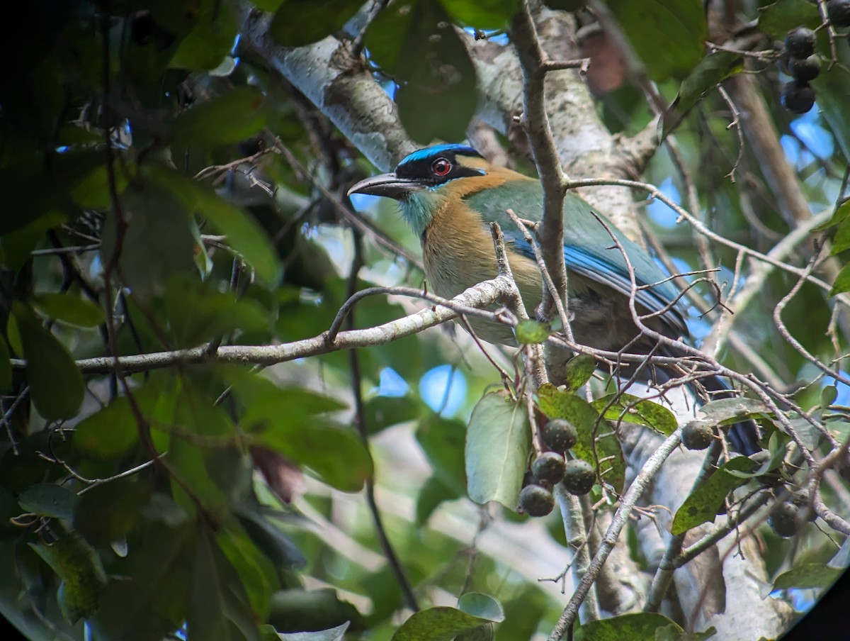 Lesson's Motmot - Carlos Gonzalez