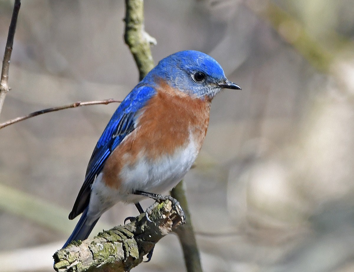 Eastern Bluebird - Connie Galey