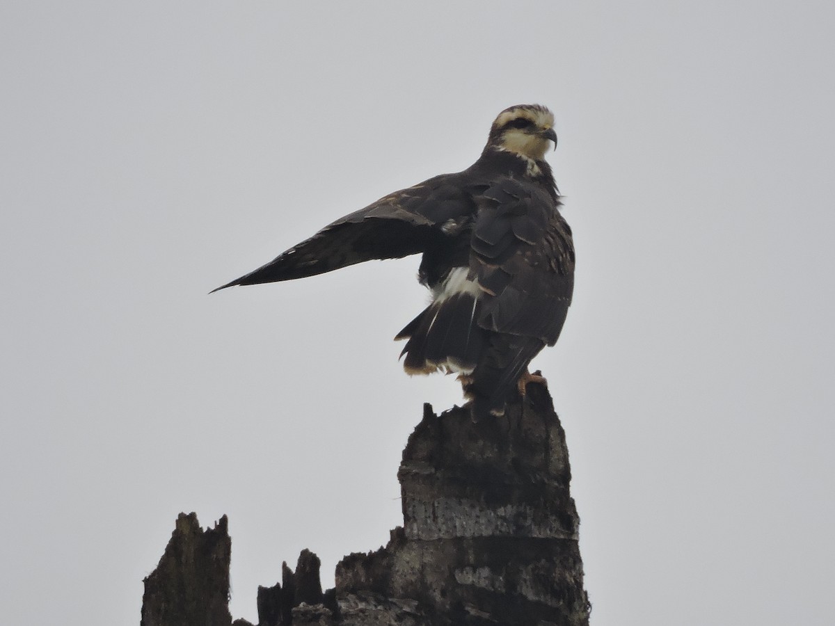 Snail Kite - Luisa Fernanda Chavez Paz