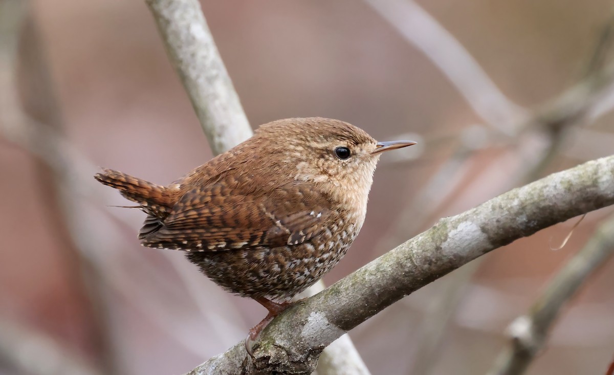 Winter Wren - ML615758217