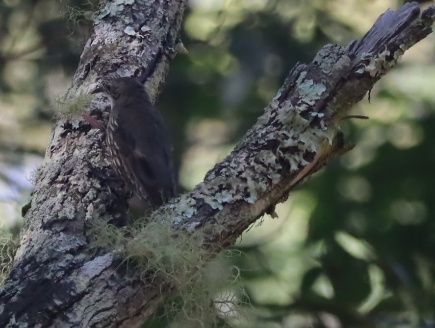 White-throated Treecreeper - ML615758225