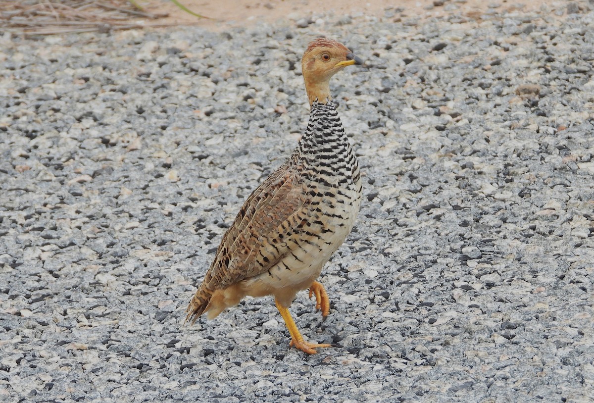 Coqui Francolin - ML615758308