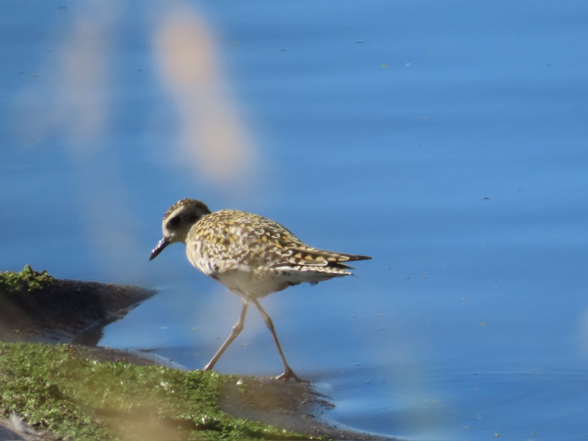 Pacific Golden-Plover - ML615758321