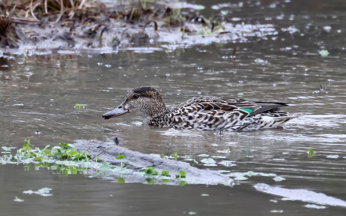 Green-winged Teal - ML615758331