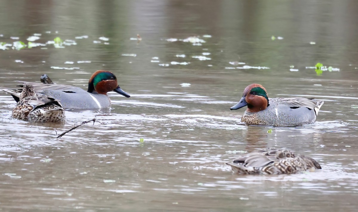 Green-winged Teal - ML615758342