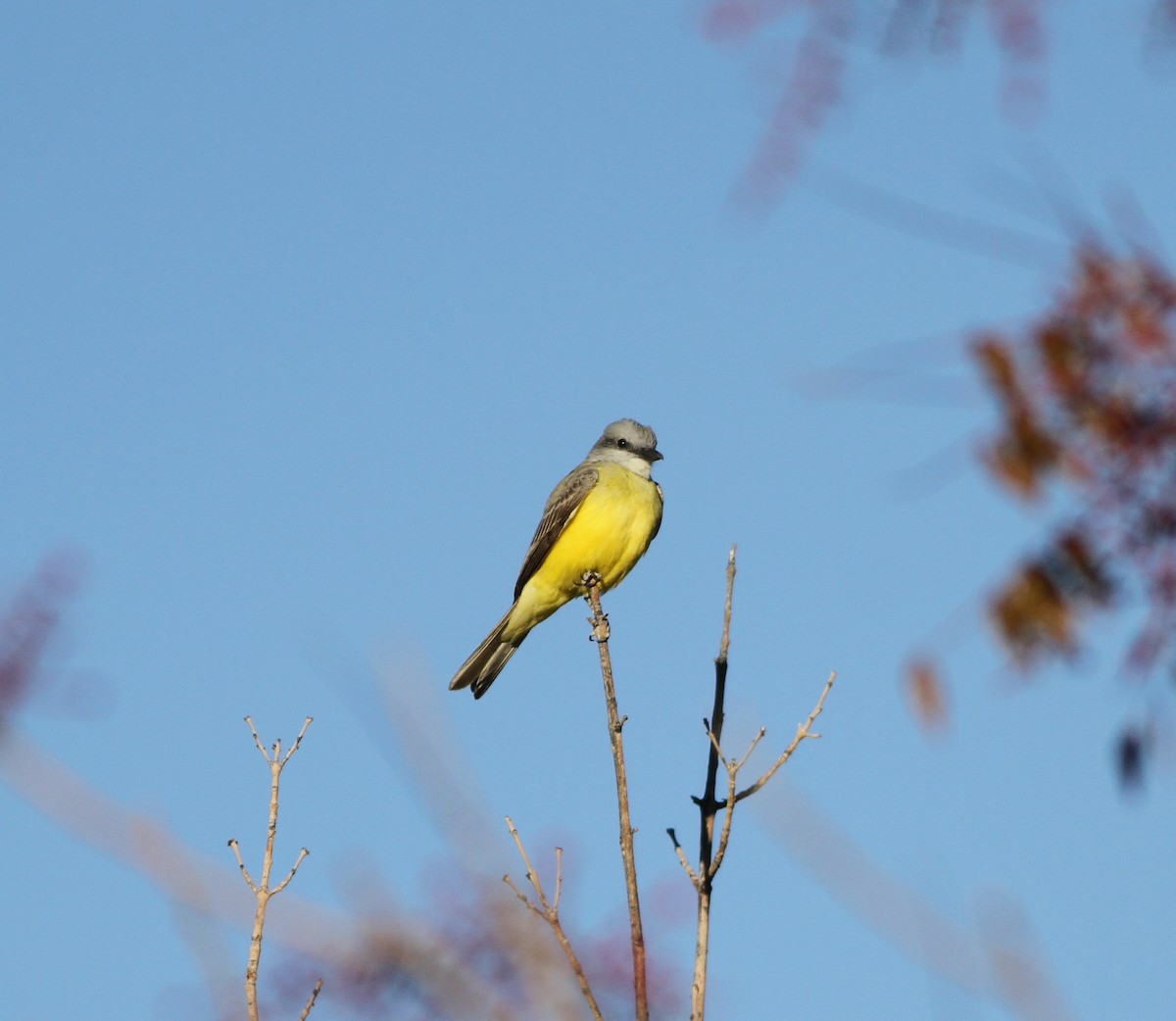 Couch's Kingbird - ML615758404