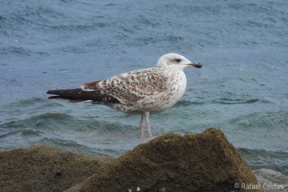 Yellow-legged Gull - ML615758406