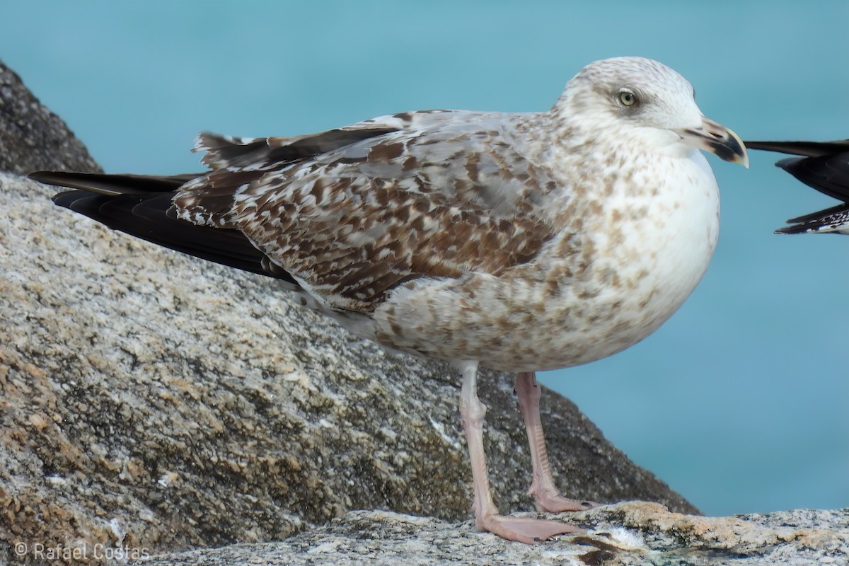 Yellow-legged Gull - Rafael Costas