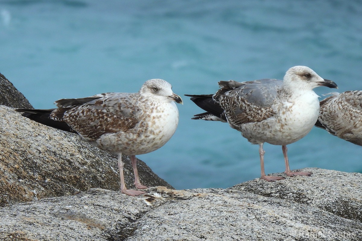 Yellow-legged Gull - ML615758441