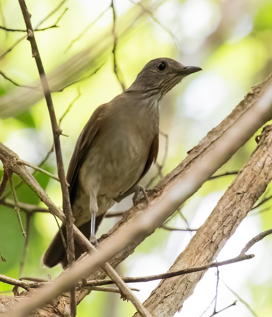 Pale-breasted Thrush - Peter Seubert