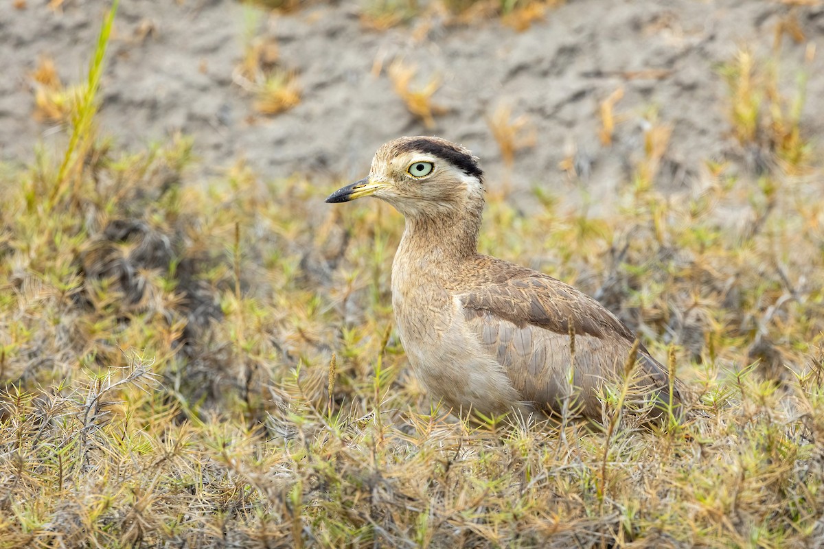 Peruvian Thick-knee - ML615758460