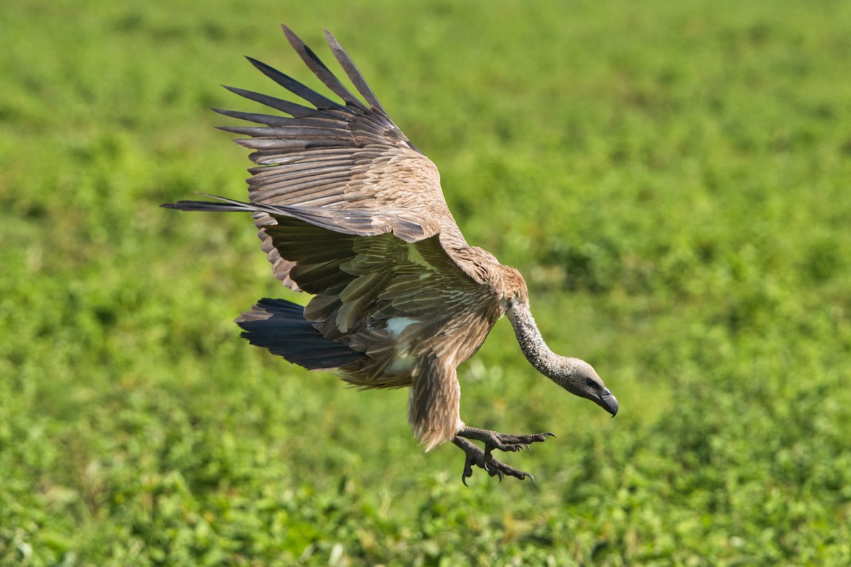 White-backed Vulture - ML615758486